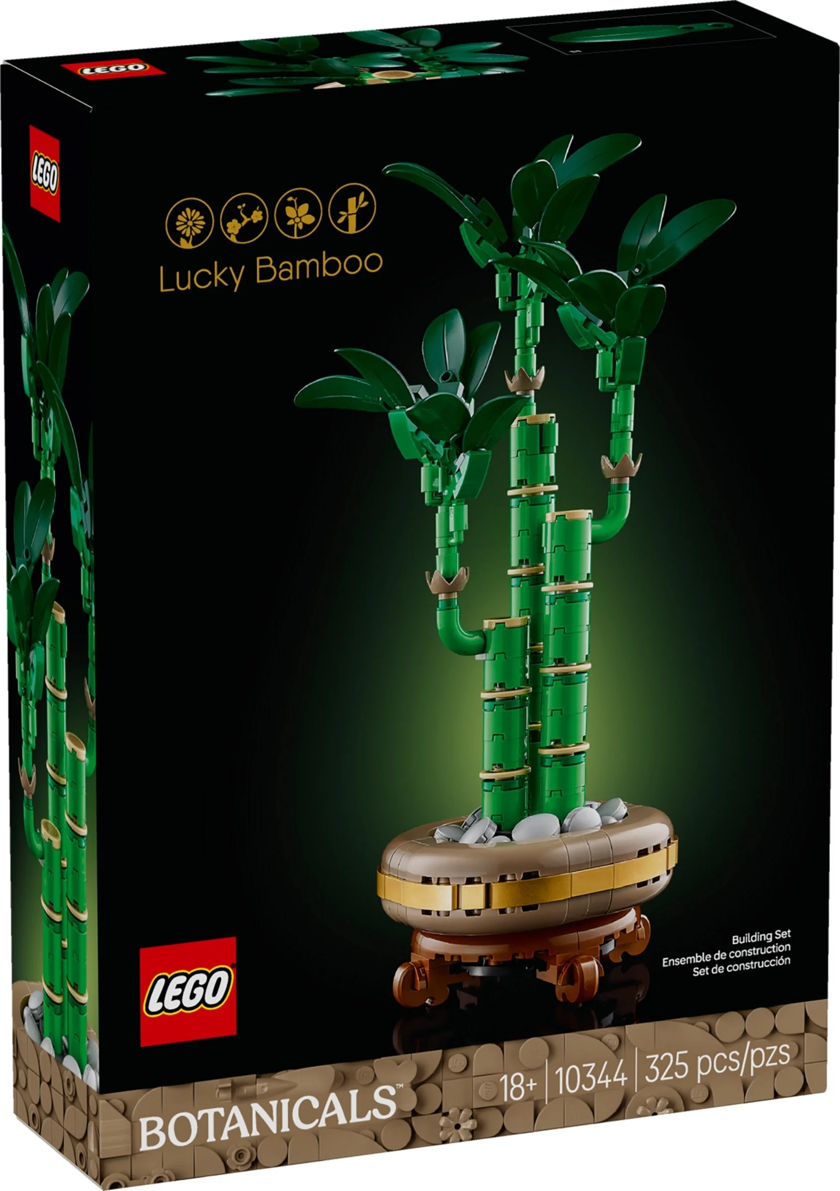 Dracena sandera