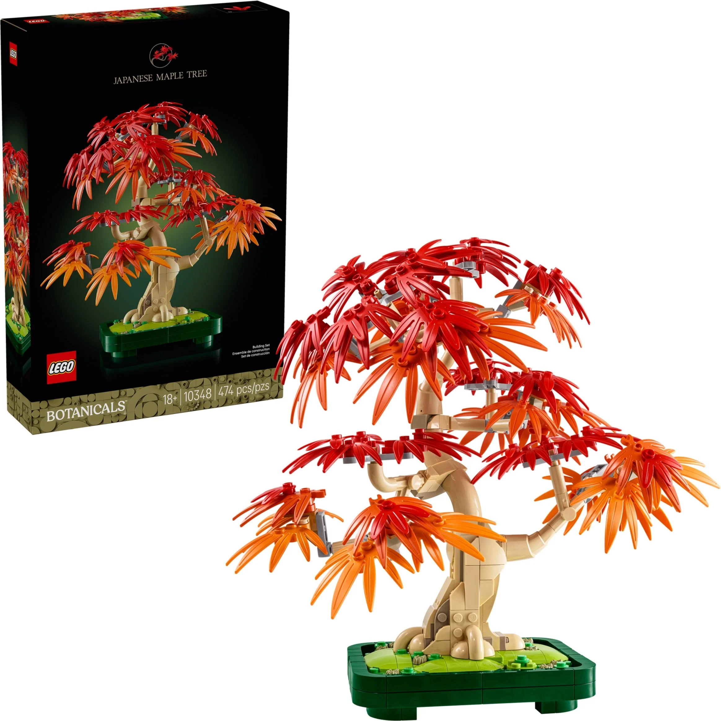 Klon palmowy bonsai