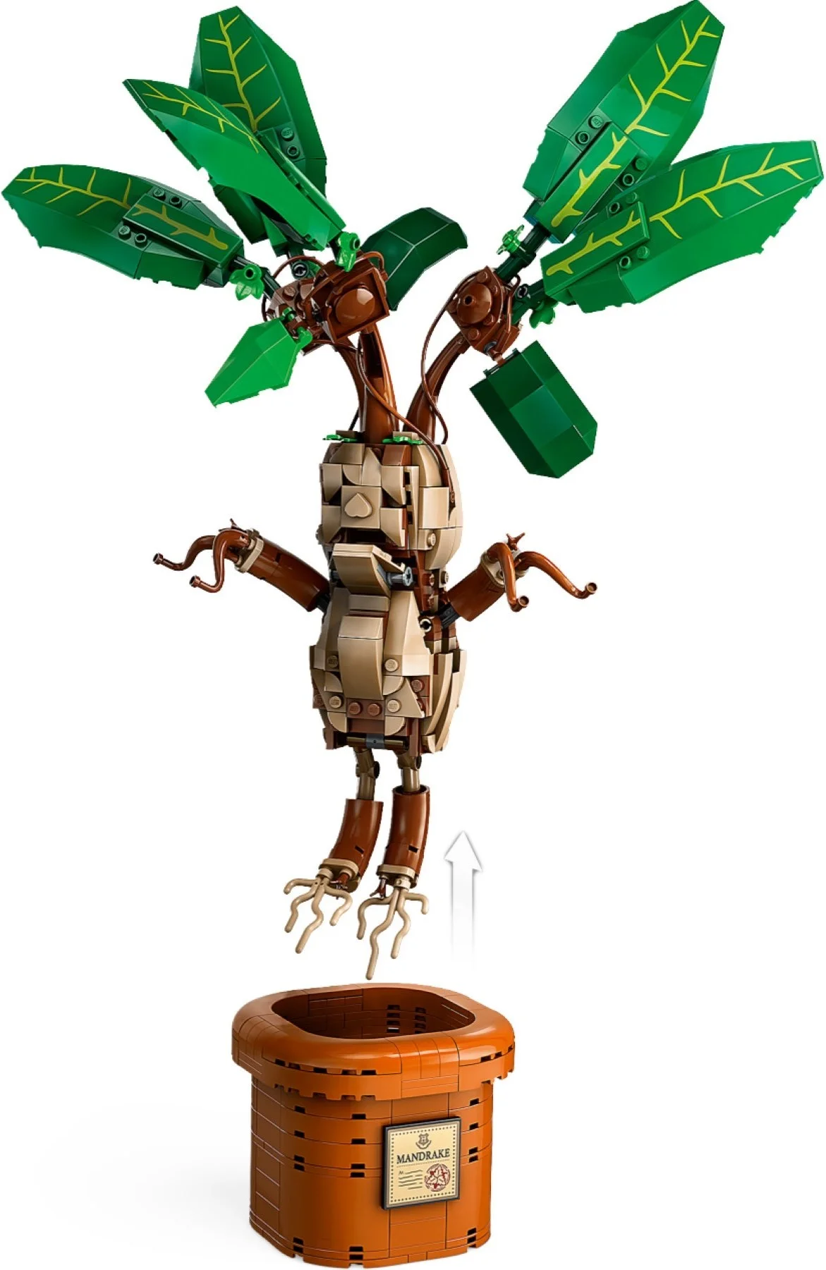 Mandrake