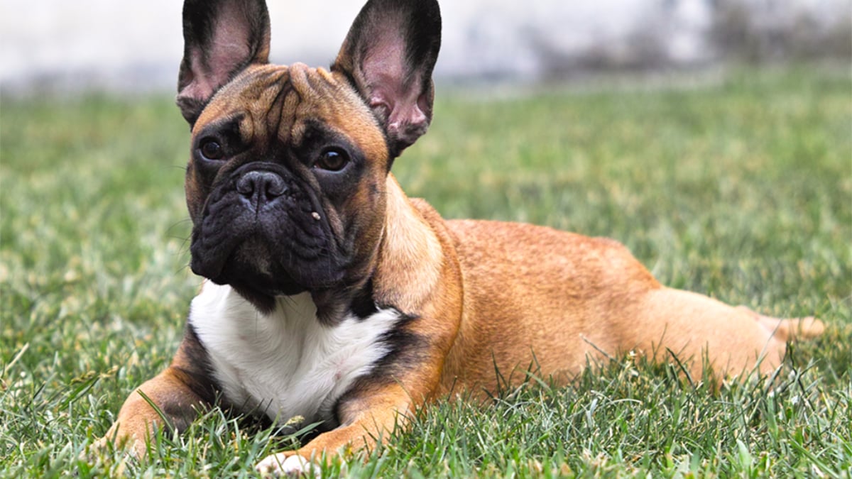 Przeciek: LEGO Icons 11394 French Bulldog Puppy